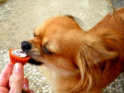 Les Cupcakes Made In Pet : Une Alimentation Délicieuse Et Saine Pour Votre Chien